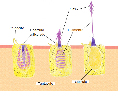 Descifrando el Secreto de las Picaduras de Medusas