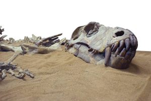 permico gran extincion 96%