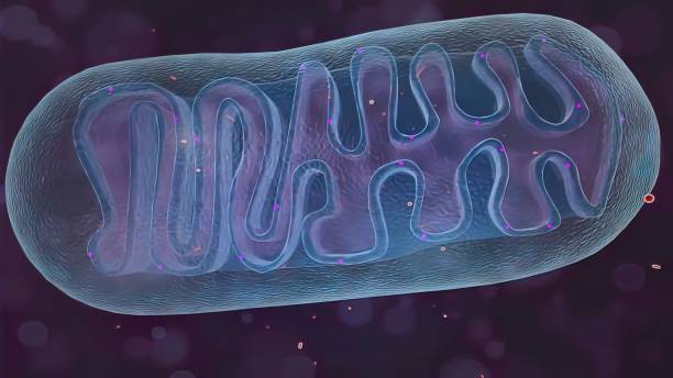 ADN mitocondrial evolución herencia