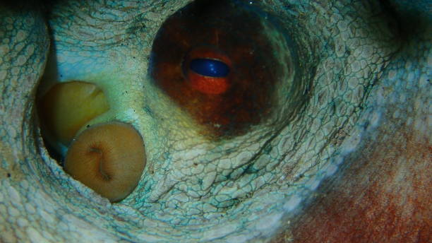Vampiromorfos profundidades abisales