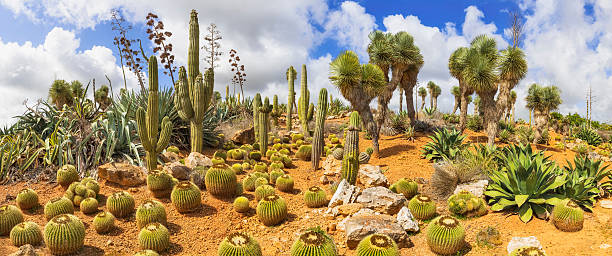 plantas c4 desierto sol