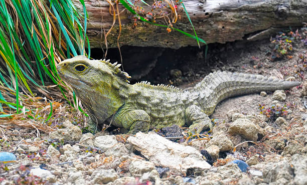 tuatara antiguo fosil viviente