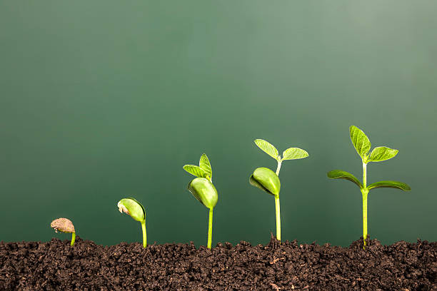 Auxinas hormonas crecimiento plantas