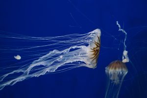 medusas veneno animales picadura