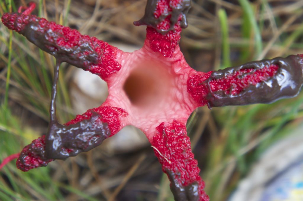Clathrus archeri: El Inusual Huevo de Bruja