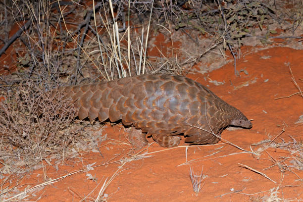 Las Escamas de pangolín: El comercio ilegal amenaza su supervivencia