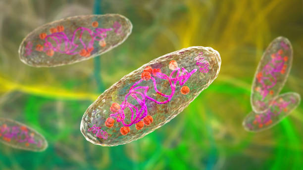 Los operones y su importancia en la expresión genética de las bacterias