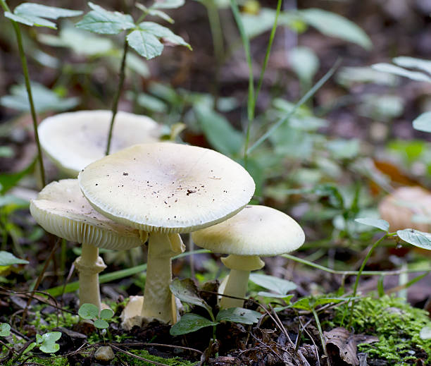 "Bajo la Lupa: La Amanita phalloides y su Veneno, La Verdadera Pesadilla del Mundo de las Setas"