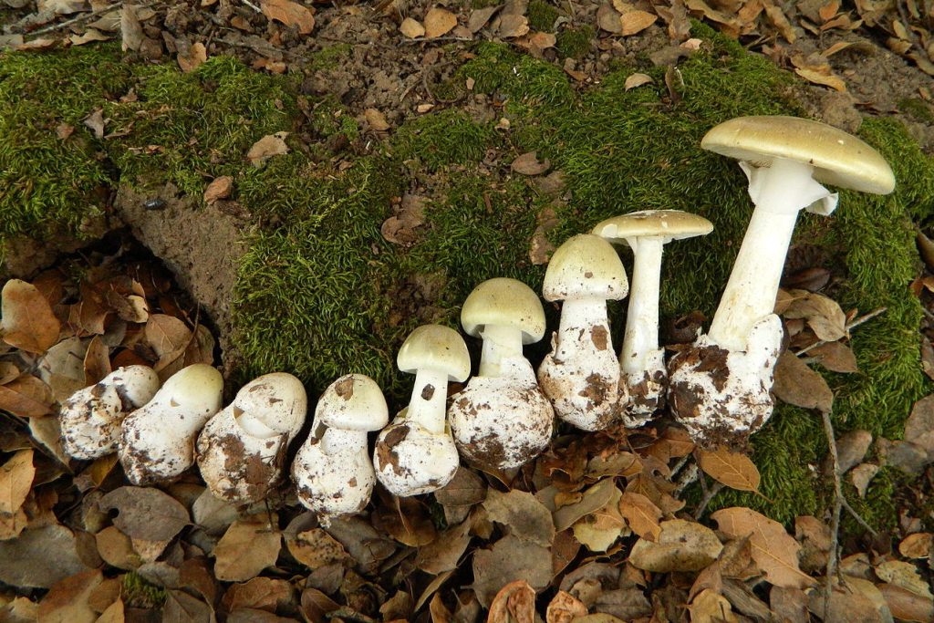 "Bajo la Lupa: La Amanita phalloides y su Veneno, La Verdadera Pesadilla del Mundo de las Setas"