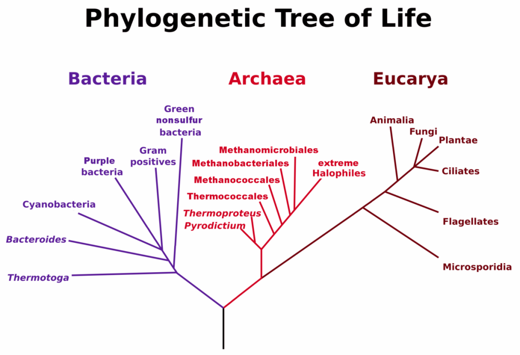 Diferencias entre arqueas y bacterias