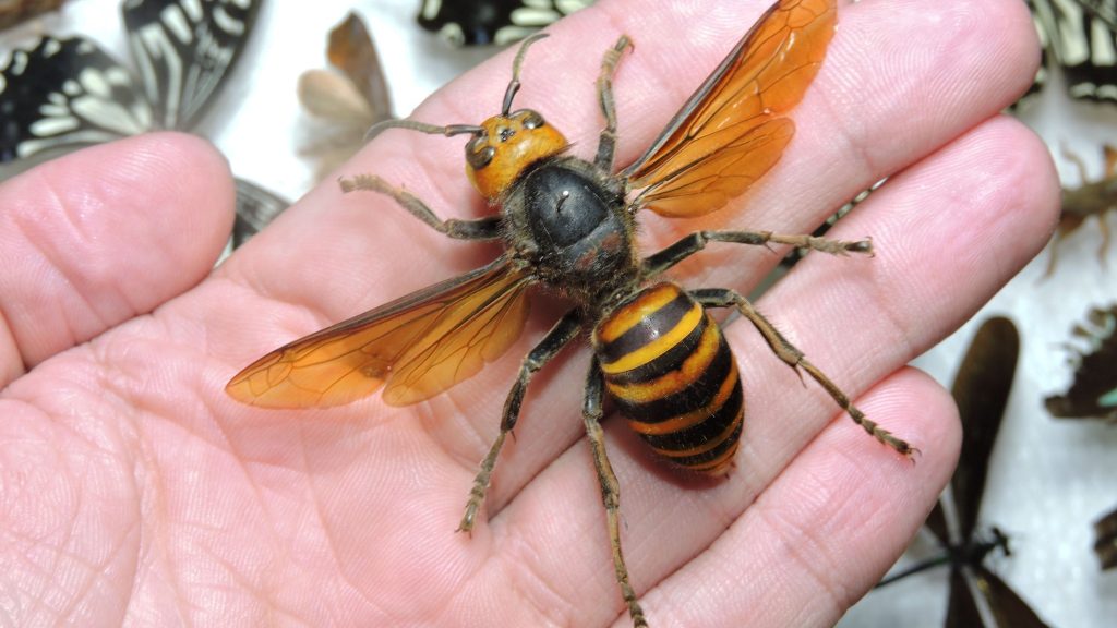 Vespa mandarinia: la Avispa más Grande del Mundo