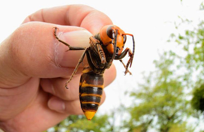 Vespa mandarinia: la Avispa más Grande del Mundo