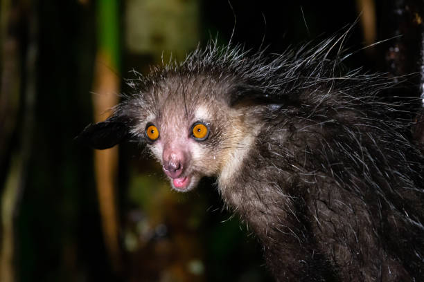 aye aye lemur un solo dedo madagascar