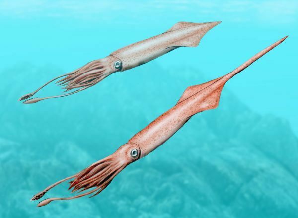 Extinción de los Belemnites