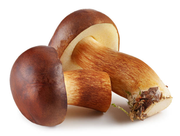 Dónde y Cómo Encontrar Boletus
