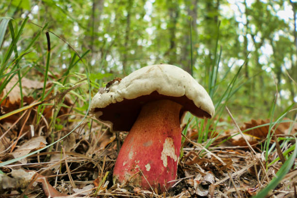 Boletus Satanas: El Hongo del Diablo