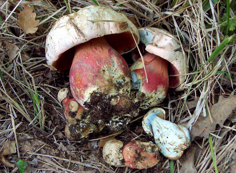 Boletus Satanas: El Hongo del Diablo