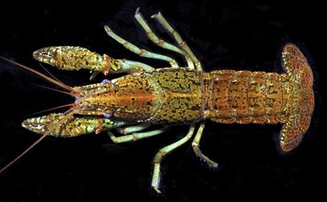 Los cangrejos mármol se clonan a sí mismos para sobrevivir