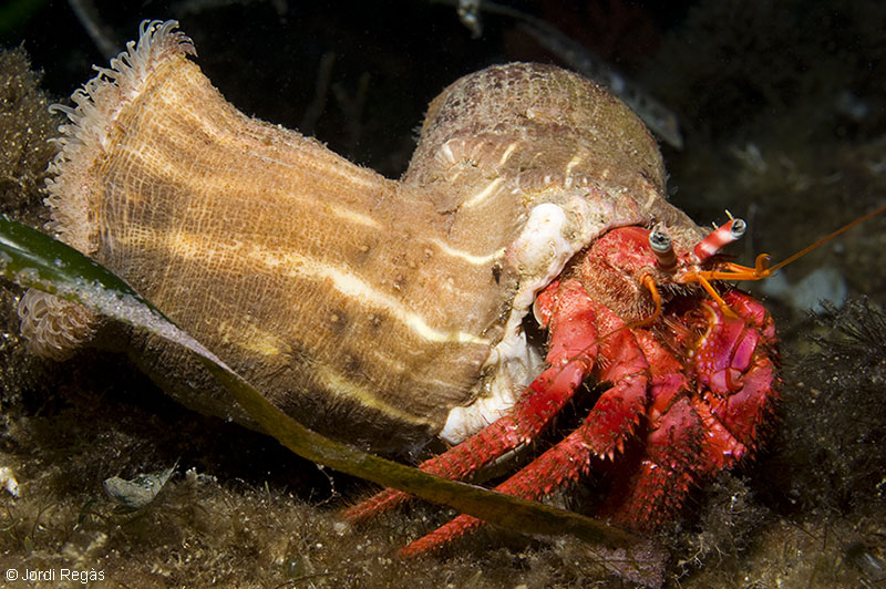 Anémonas de Mar qué son