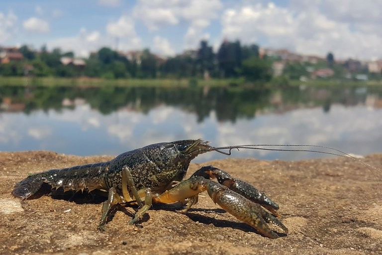 Los cangrejos mármol se clonan a sí mismos para sobrevivir