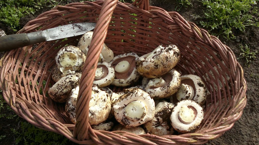 "El Champiñón Agaricus bisporus: Un Sabor Clásico en la Cocina Global"