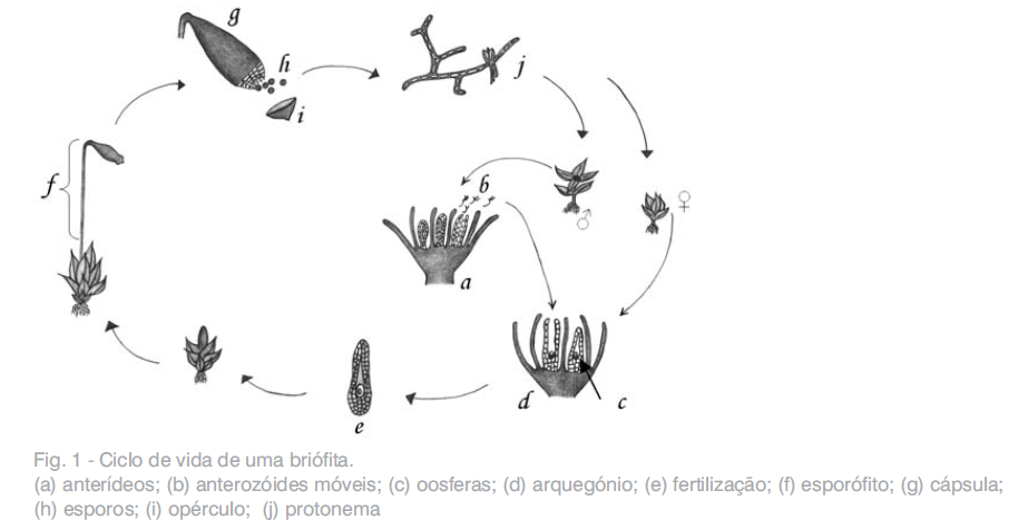 Los Antoceros, una de las Plantas más Antiguas del Planeta