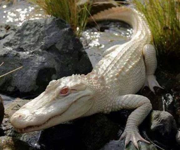 Cocodrilos albinos rareza de la naturaleza