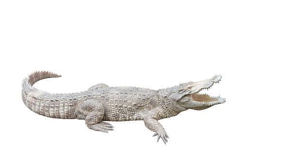 Cocodrilos albinos rareza de la naturaleza