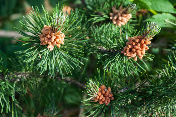"El Pino Albar: Tesoro Natural de Castilla"