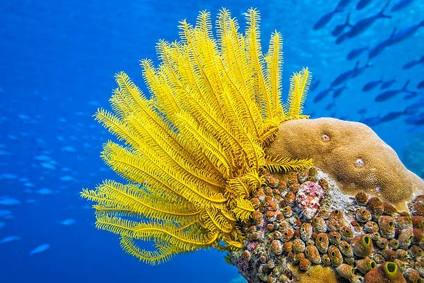 Corales marinos: ¿Plantas o Animales?
