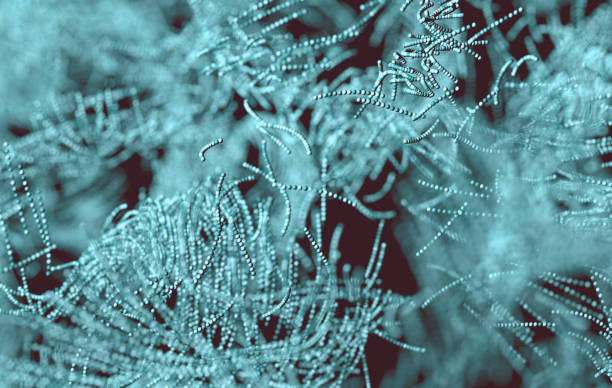 Sal y Supervivencia: Las Arqueas Halófilas