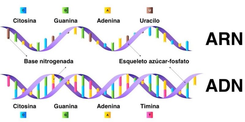 Diferencias entre ADN y ARN