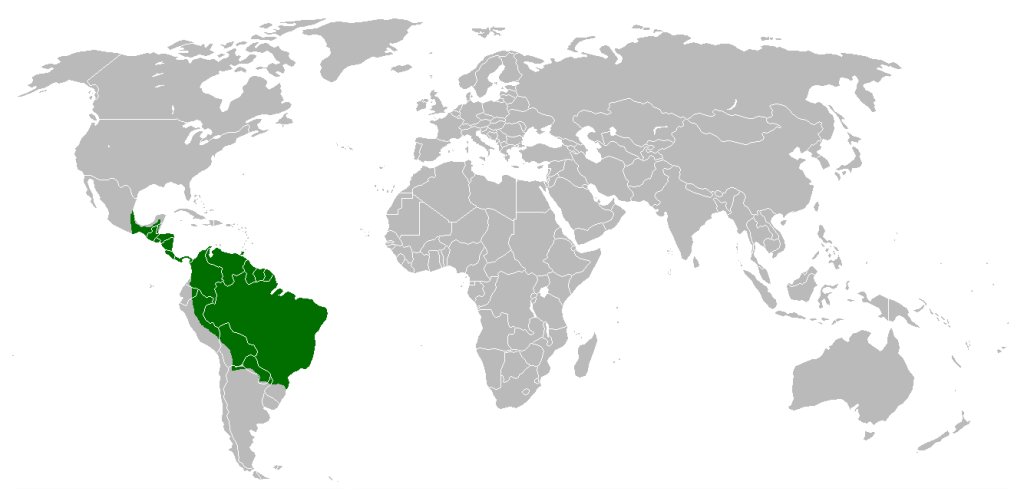 El águila arpía el águila más grande del mundo