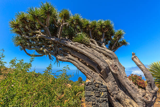 El Drago Canario: Dracaena draco, Tesoro Natural de las Islas Canarias