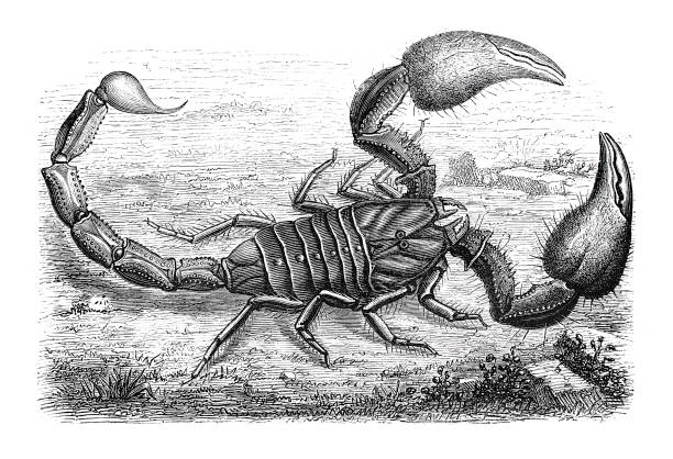 Pulmonoscorpius: el arácnido más grande jamás conocido