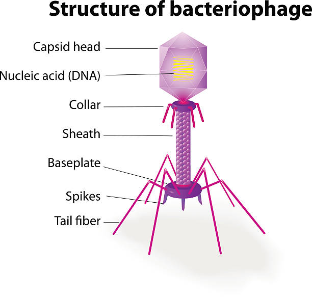 Los Bacteriófagos: Los Virus Asesinos de Bacterias