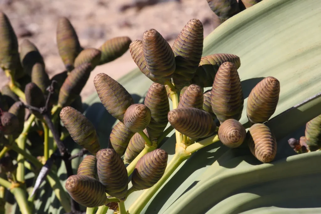 Welwitschia mirabilis: La Planta Inmortal del Desierto de Namibia
