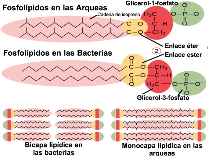 Diferencias entre arqueas y bacterias