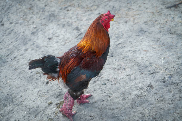 Las Patas Gigantes de la Gallina Dragón
