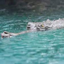 Cazadores Invisibles de Peces: El Sigiloso Mundo de los Gaviales