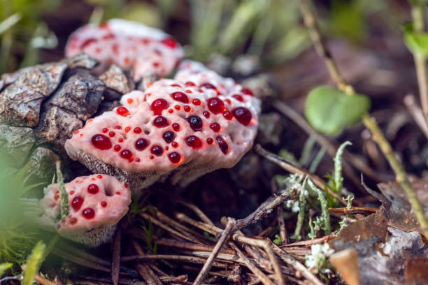 Hydnellum peckii: El hongo que parece sangrar