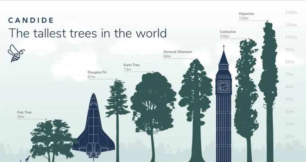 El Árbol Más Alto del Mundo: Hyperion, una Maravilla Natural