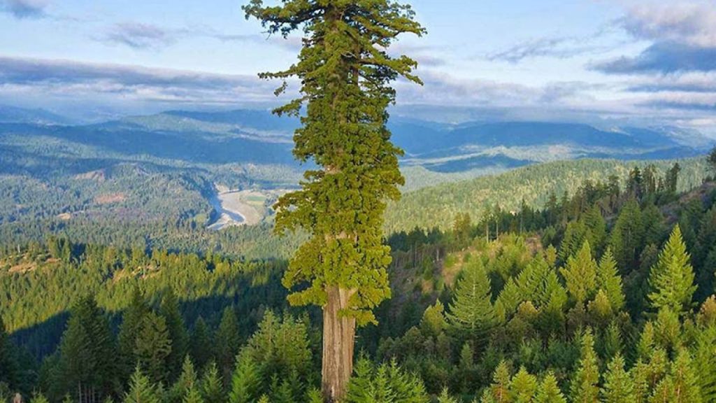 El Árbol Más Alto del Mundo: Hyperion, una Maravilla Natural