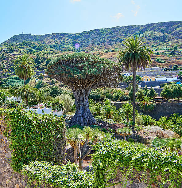El Drago Canario: Dracaena draco, Tesoro Natural de las Islas Canarias
