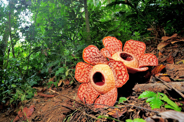 Rafflesia arnoldii flor cadaver gigante maloliente