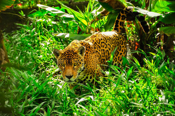 "Diferencias Entre el Leopardo y el Jaguar: Dos Iconos del Reino Animal"