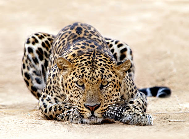 "Diferencias Entre el Leopardo y el Jaguar: Dos Iconos del Reino Animal"