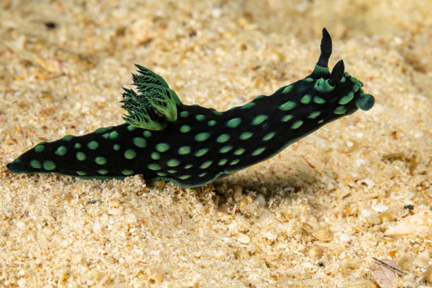 Babosas de Mar o Nudibranquios, Hermosas y Venenosas