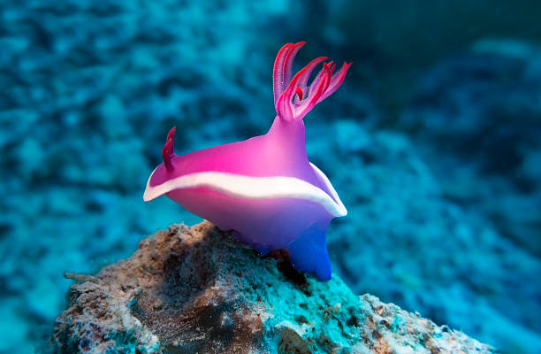 Babosas de Mar o Nudibranquios, Hermosas y Venenosas