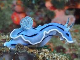 Babosas de Mar o Nudibranquios, Hermosas y Venenosas